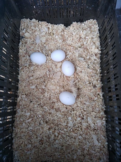Leghorn blanche