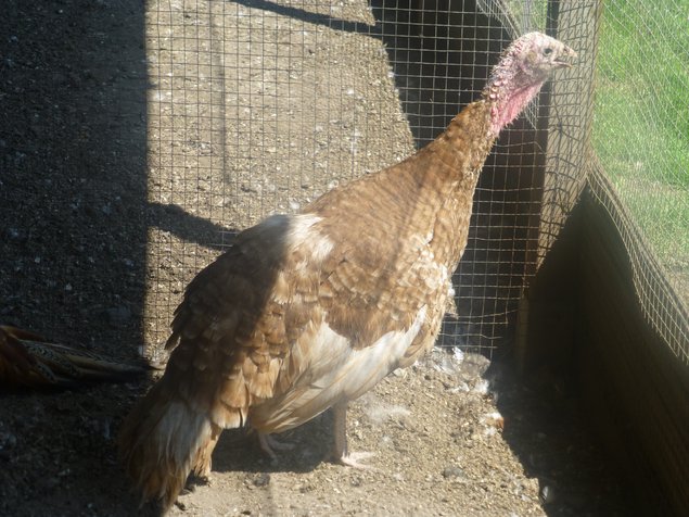 Œufs fécondés DINDON ROUGE DES ARDENNES