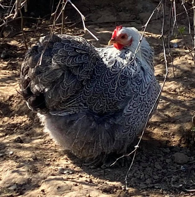 Oeufs à couver de Poule Pékin Perdrix Argenté Maillé