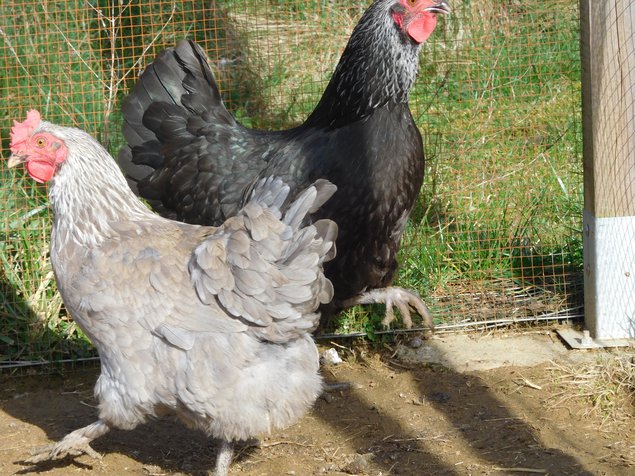 marans bleu/noir à camaillé argenté