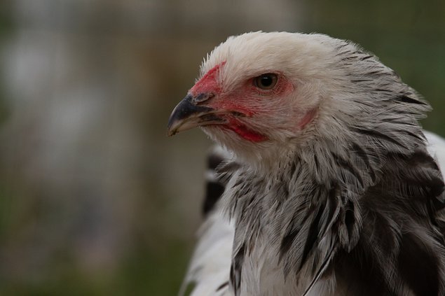 Oeufs à couver BRAHMA Blanc herminé noir