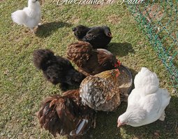 Pekin