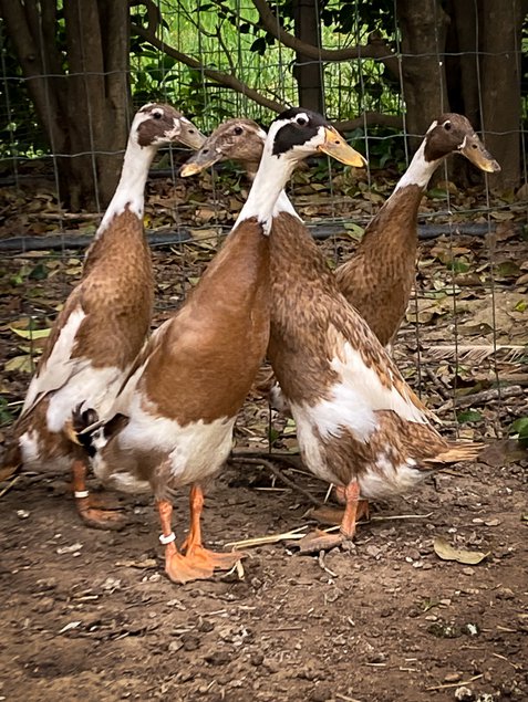 Oeufs à couver Canards coureurs indiens brun panaché