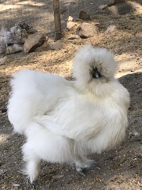 Oeufs à couver de Silkies et showgirl