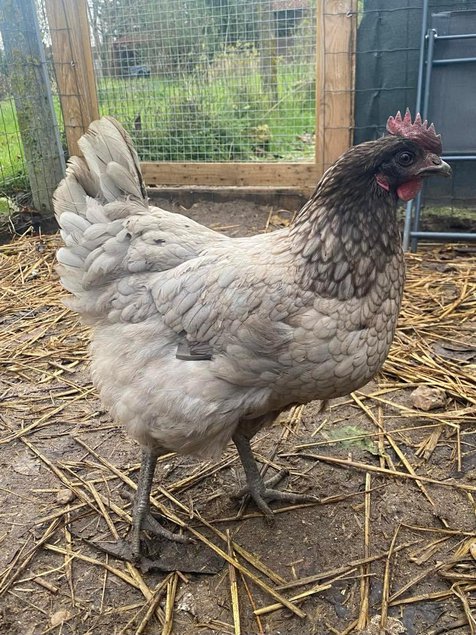 Oeufs fécondés poule pondeuse