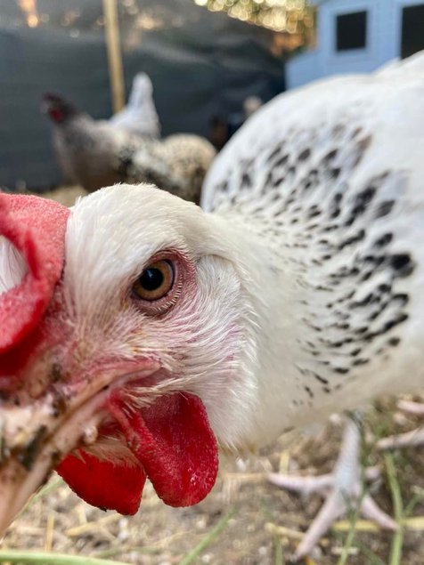 Oeufs fécondés poule pondeuse