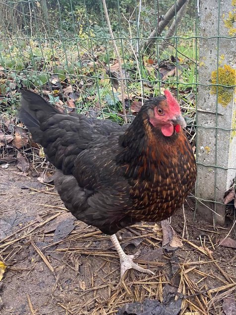 Oeufs fécondés poule pondeuse