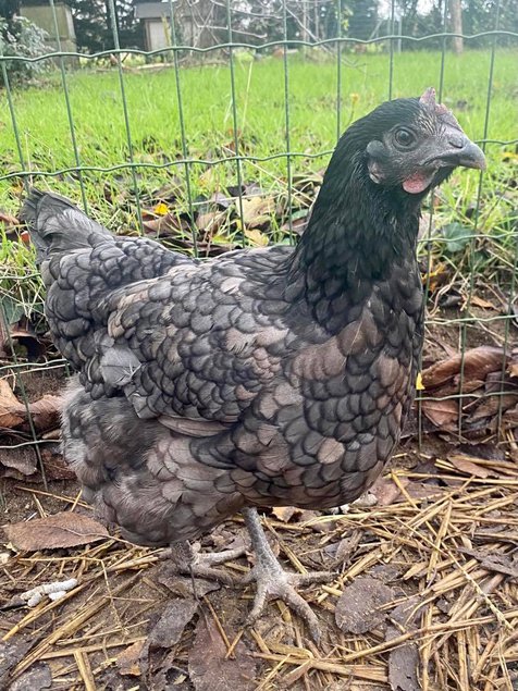 Oeufs fécondés poule pondeuse