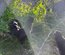 Ayam Cemani PURE RACE
