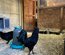 Ayam Cemani PURE RACE