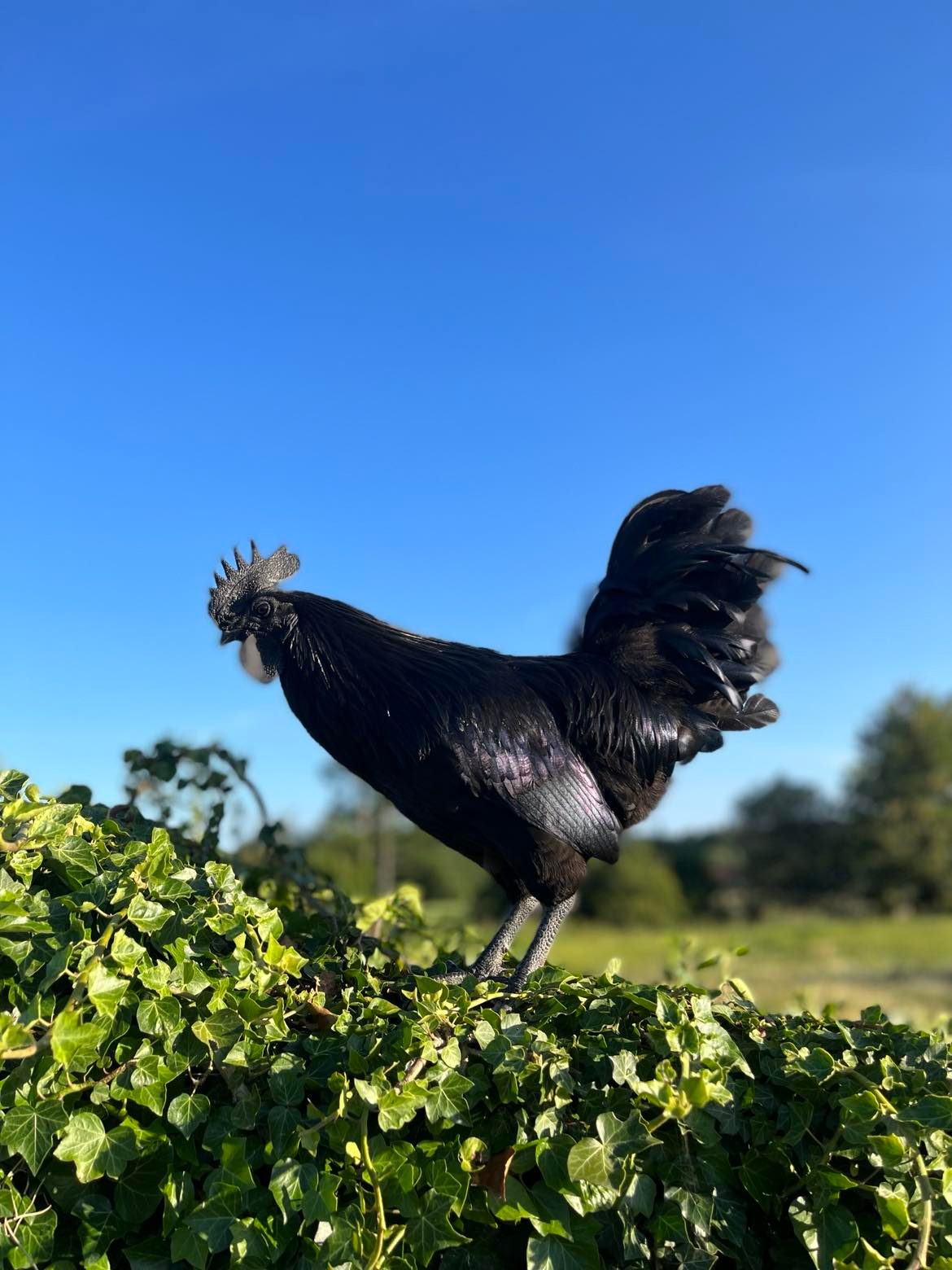 Ayam Cemani PURE RACE - Coco-Eco