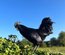 Ayam Cemani PURE RACE
