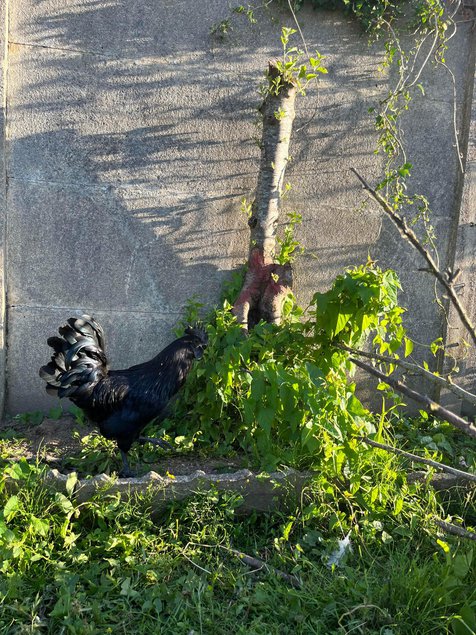 Ayam Cemani PURE RACE