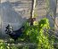Ayam Cemani PURE RACE