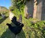 Ayam Cemani PURE RACE