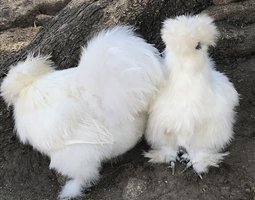 Oeufs à couver de Silkies et showgirl