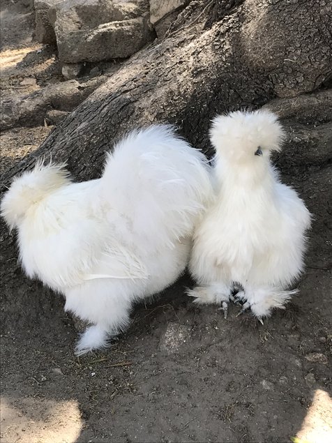 Oeufs à couver de Silkies et showgirl