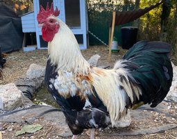 Oeufs fécondés poule pondeuse