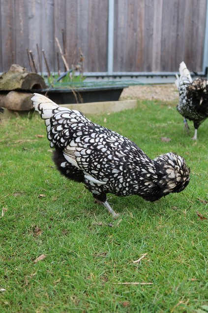 Oeufs de Padoue argenté