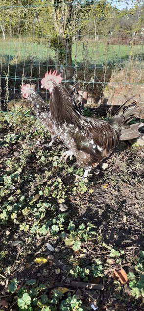 oeufs à couver gournay