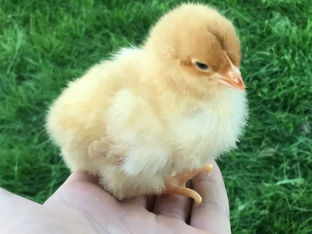 Œufs fécondés de poules soies blanche noire ou grise mélangée