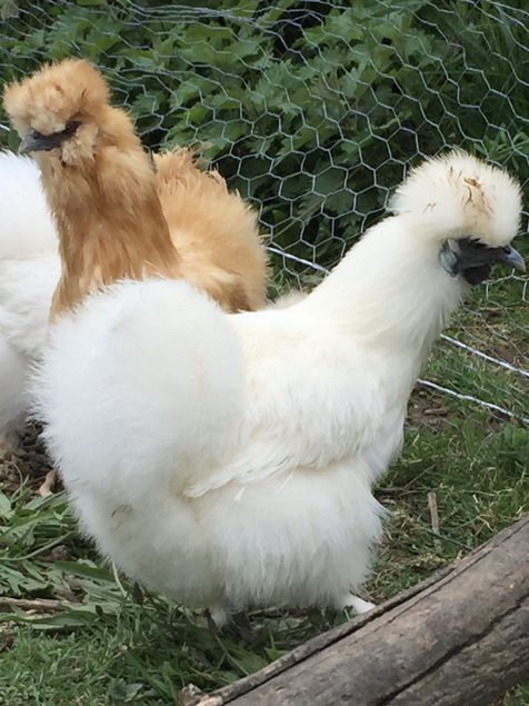 Œufs fécondés de poules soies blanche noire ou grise mélangée