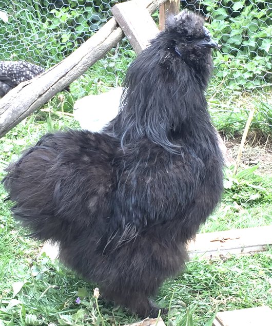 Œufs fécondés de poules soies blanche noire ou grise mélangée