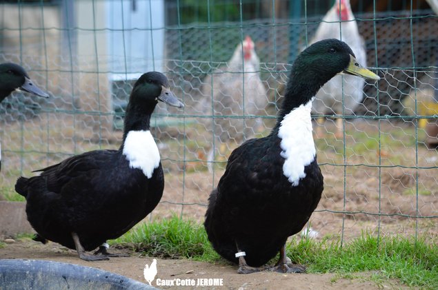 Canard de Duclair