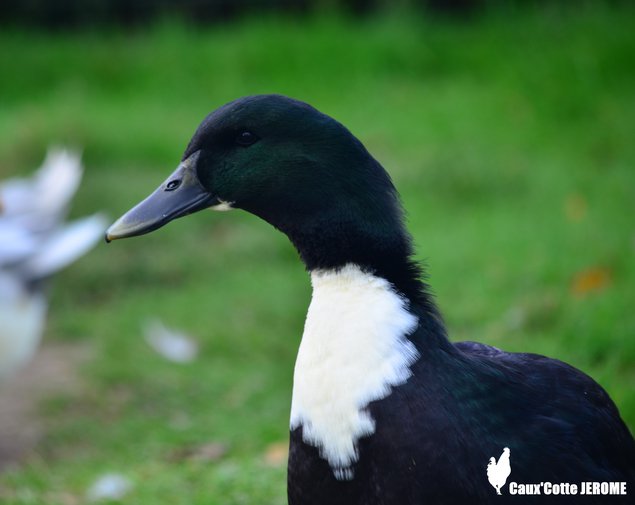 Canard de Duclair