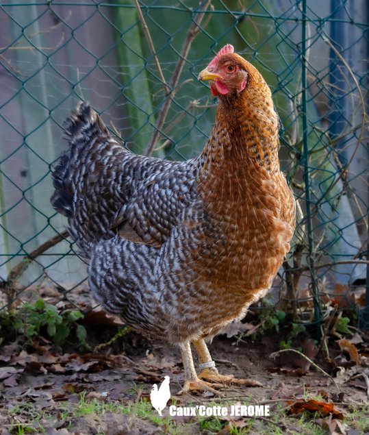 Poule de Bielefeld saumon coucou doré rouillé (Bielefelder)