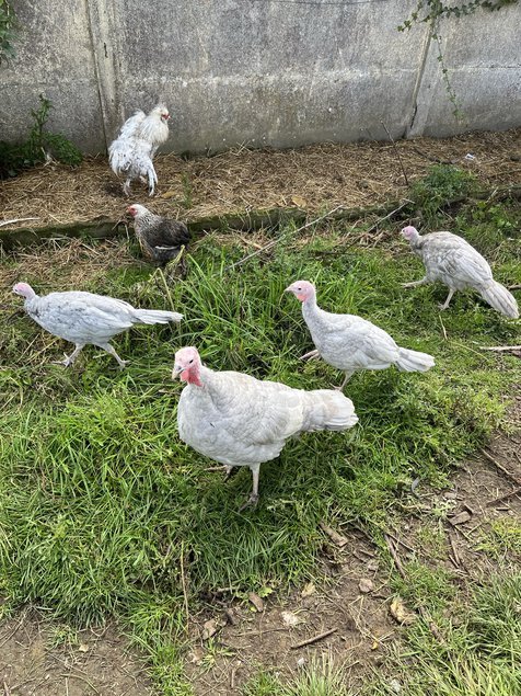 Œufs féconds dindons Bleus de Suède pure race