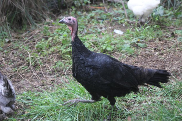 Oeufs à couver fécondés de Dindon Noir de Sologne