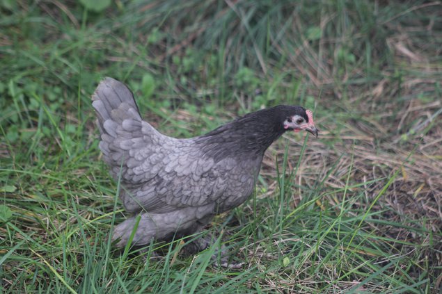 Oeufs à couver Sabelpoot bleu liseré et noir