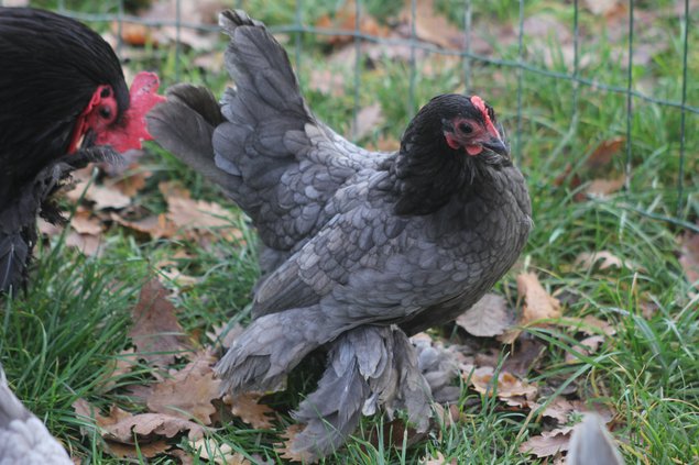 Oeufs à couver Sabelpoot bleu liseré et noir