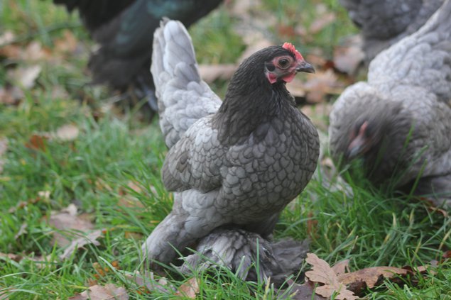 Oeufs à couver Sabelpoot bleu liseré et noir