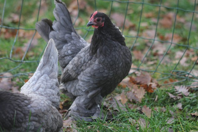 Oeufs à couver Sabelpoot bleu liseré et noir