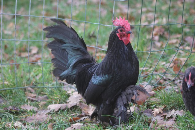 Oeufs à couver Sabelpoot bleu liseré et noir