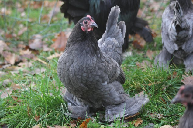 Oeufs à couver Sabelpoot bleu liseré et noir