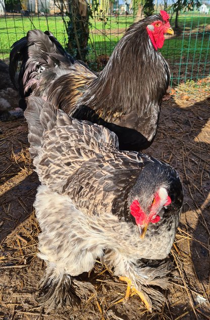 OEUFS FÉCONDÉS DE BRAHMA GR CAILLE ARGENTÉ