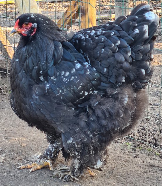 Œufs Fécondés de Brahma GR CAILLOUTÉ LISSE ET FRISÉ