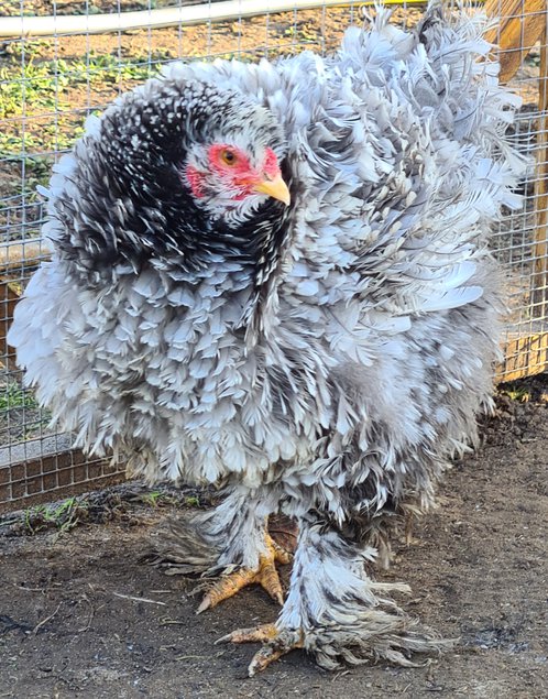 Œufs Fécondés de Brahma GR CAILLOUTÉ LISSE ET FRISÉ