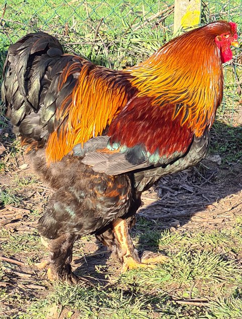 Œufs Fécondés de Brahma GR PERDRIX MAILLÉ DORÉ et PERDRIX MAILLÉ DORÉ BLEU