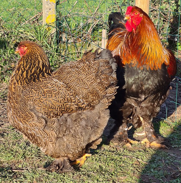 Œufs Fécondés de Brahma GR PERDRIX MAILLÉ DORÉ et PERDRIX MAILLÉ DORÉ BLEU