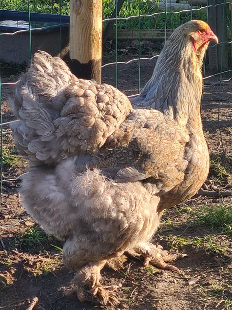 Œufs Fécondés de Brahma GR PERDRIX MAILLÉ DORÉ et PERDRIX MAILLÉ DORÉ BLEU