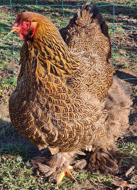 Œufs Fécondés de Brahma GR PERDRIX MAILLÉ DORÉ et PERDRIX MAILLÉ DORÉ BLEU