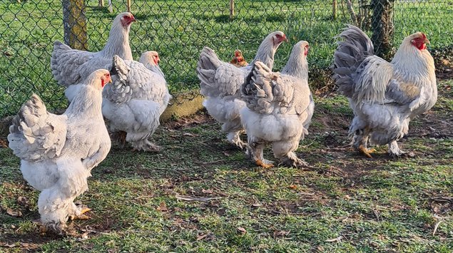 Œufs Fécondés de Brahma GR PERDRIX MAILLÉ GRIS PERLE ARGENTÉ ( Isabelle )