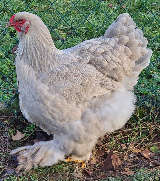 Œufs Fécondés de Brahma GR PERDRIX MAILLÉ GRIS PERLE ARGENTÉ ( Isabelle )