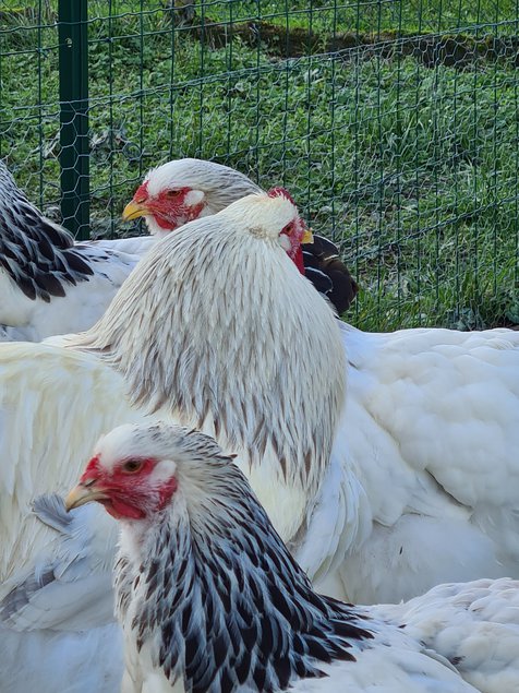 OEUFS FÉCONDÉS BRAHMA GR BLANC HERMINÉ BLEU ET NOIR