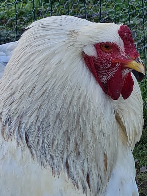 OEUFS FÉCONDÉS BRAHMA GR BLANC HERMINÉ BLEU ET NOIR