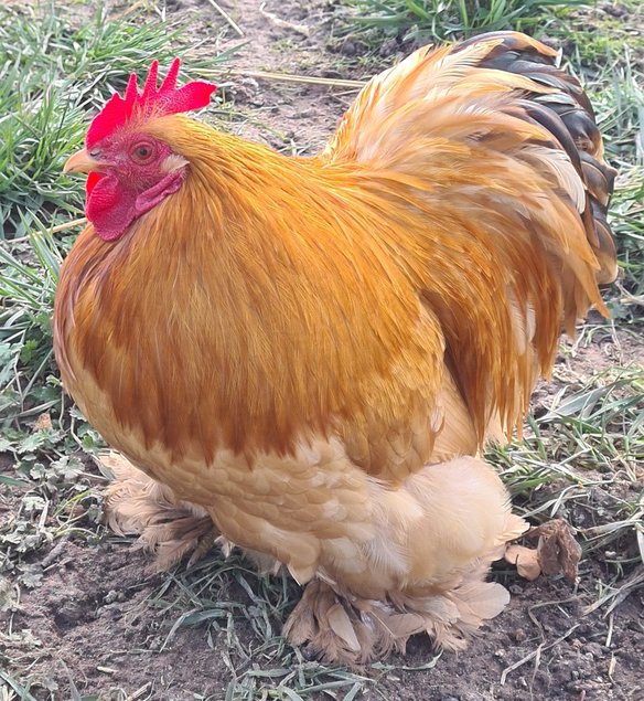 Œufs Fécondés de Pékins ( Poules Naines ) FAUVE